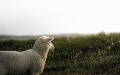 Photo of a lamb to illustrate the article Christ, Our Passover.