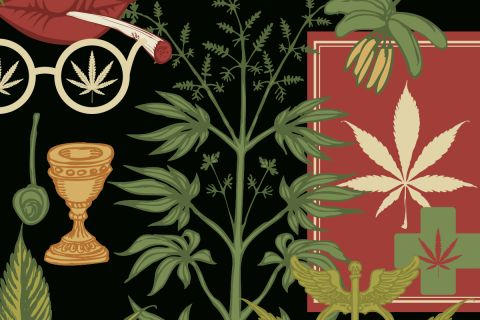 Graphic of marijuana plants and related images to illustrate the article 