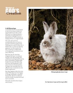 Snowshoe Hare