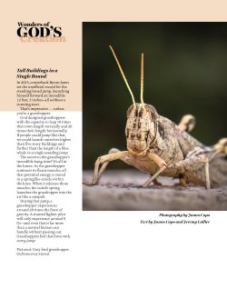 Gray Bird Grasshopper