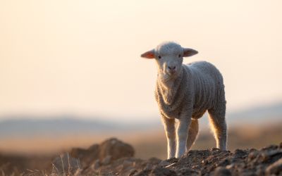 Photo of a lamb, to illustrate the article Jesus and Passover: How Did Passover Change Under the New Covenant?