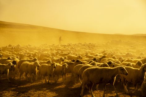 <p>A good shepherd doesn&rsquo;t use power to forcefully control the flock. He humbly and gently leads them. He serves the sheep that are in his care.</p>