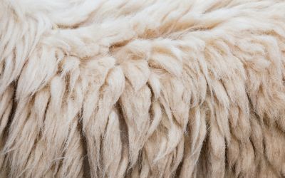 Photo of fleece, representing God's miracles to reassure Gideon, to illustrate the article The Growing Faith of Gideon