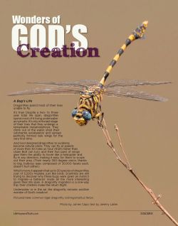 Tiger Dragonfly